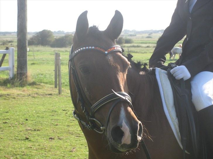 New Forest Golden Flicka Star billede 8
