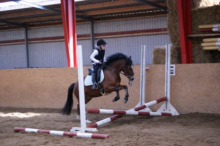 Welsh Pony (sec B) Korreborgs Pinot billede 4