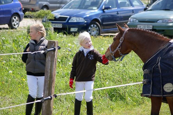 Welsh Pony (sec B) Korreborgs Pinot billede 5