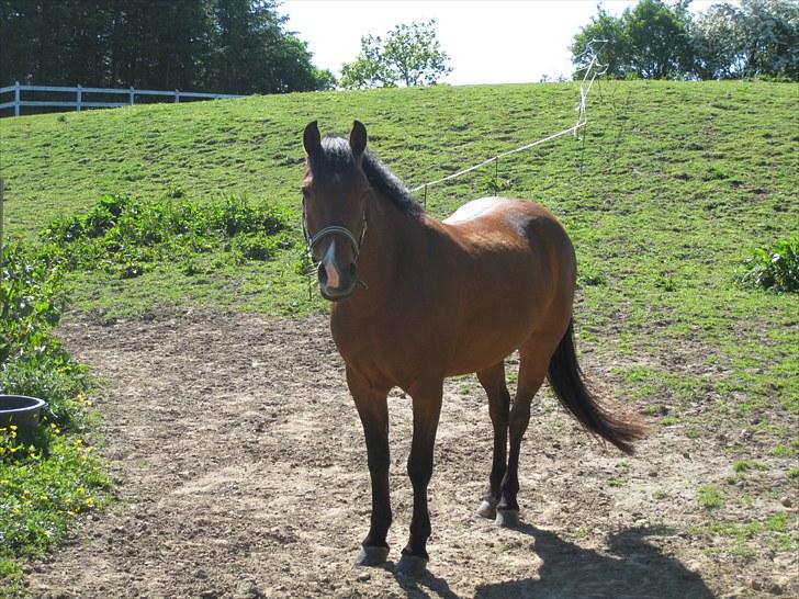 New Forest Golden Flicka Star billede 9