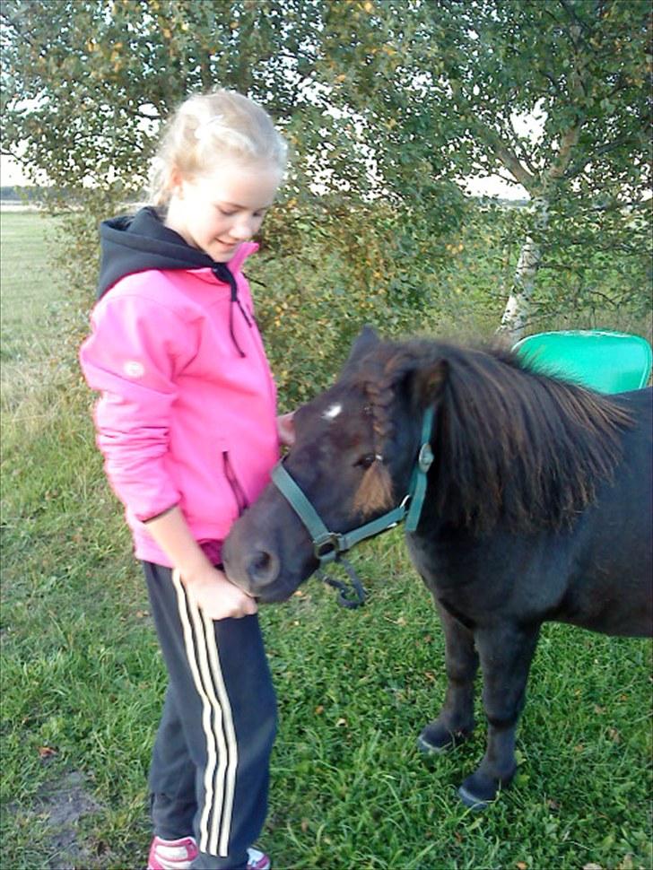 Shetlænder Boris (Trænede -> Solgt) - Gulerødder - Mmmmm (:  billede 6