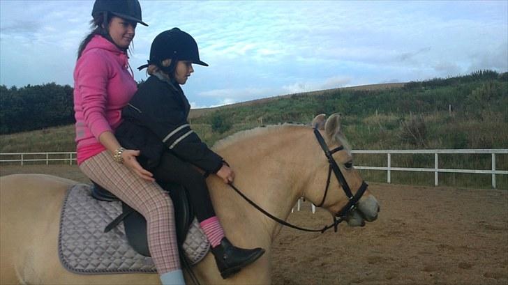 Fjordhest Emma Solgt billede 9