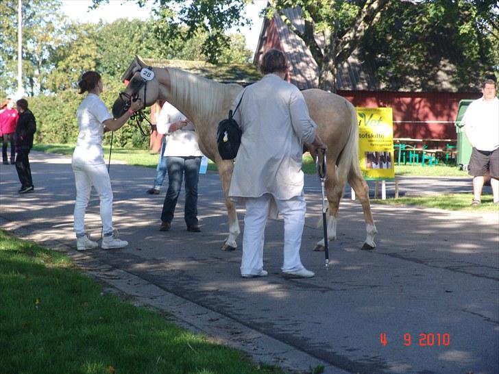 Palomino Vesterskovens chinira <3solgt<3 billede 7