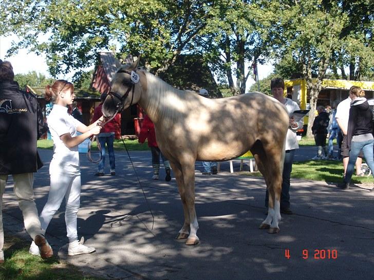 Palomino Vesterskovens chinira <3solgt<3 - palomino sportsheste avlsforbundet 2010 billede 8