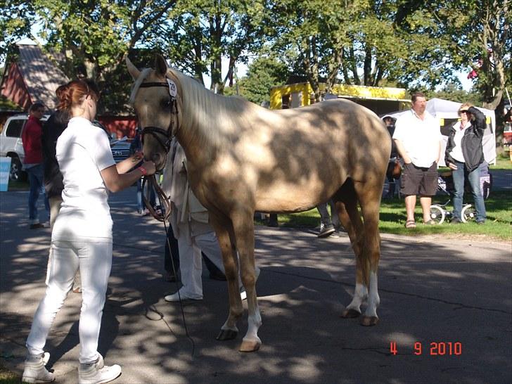 Palomino Vesterskovens chinira <3solgt<3 billede 9