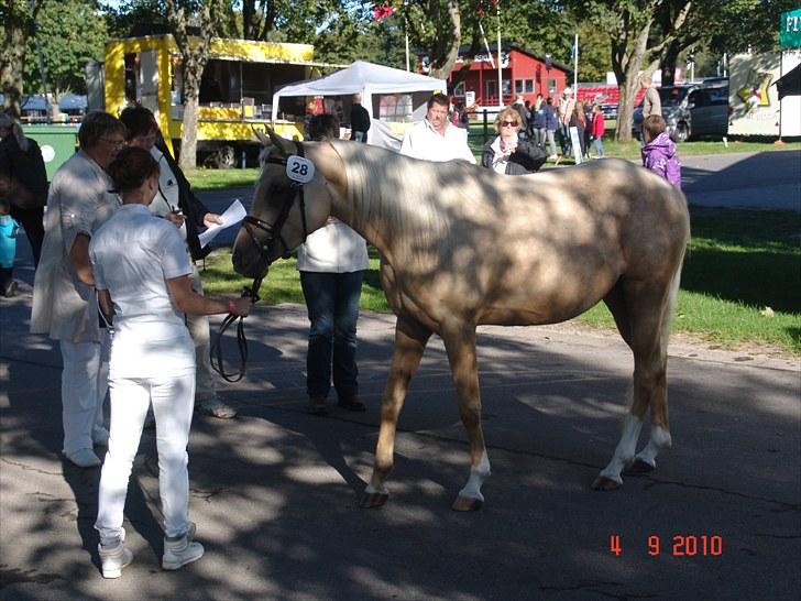 Palomino Vesterskovens chinira <3solgt<3 billede 10