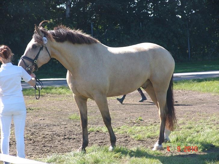 Palomino toffee  - til stor hestedag 2010 billede 17