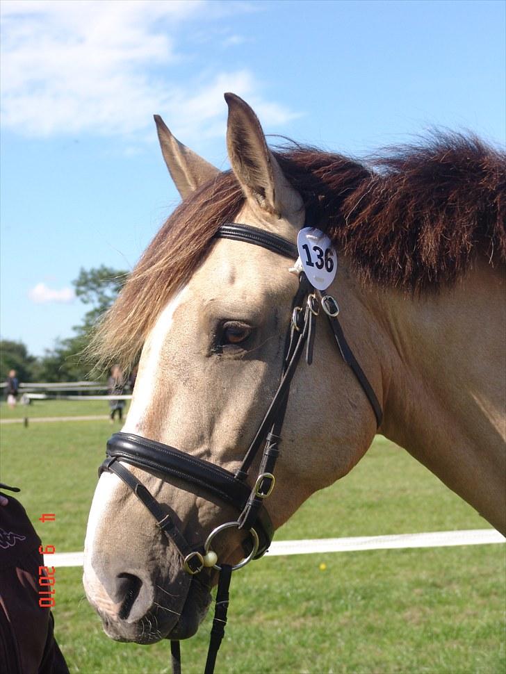 Palomino toffee  billede 19