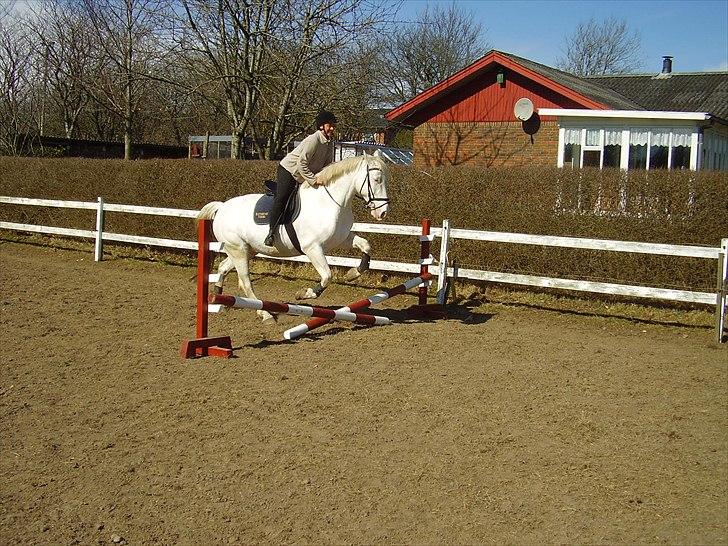 Knabstrupper Freddy af liseborg billede 16