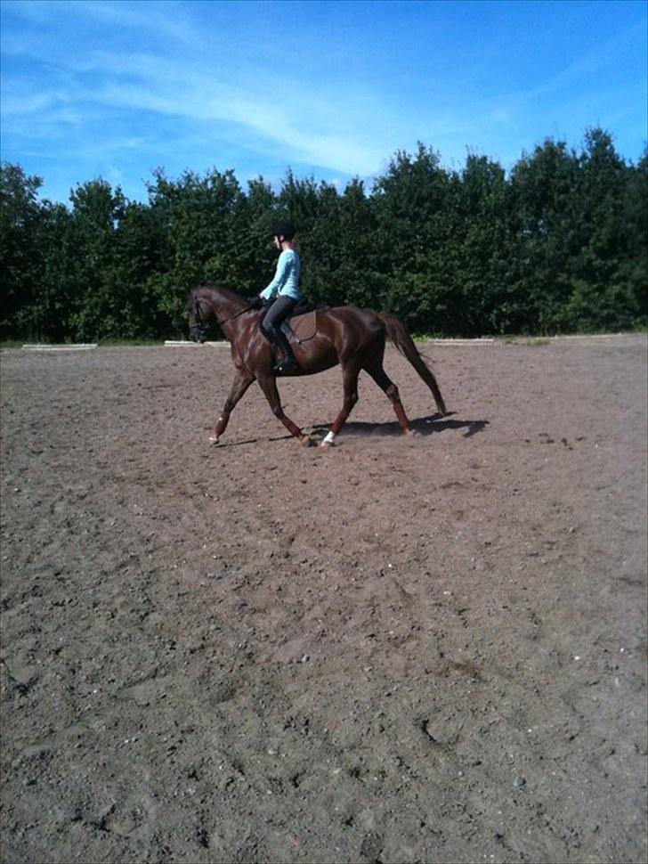 Dansk Varmblod Nørremøllehøjs Daisy  - 4/9 2010. Foto: Anne K. :D  billede 2