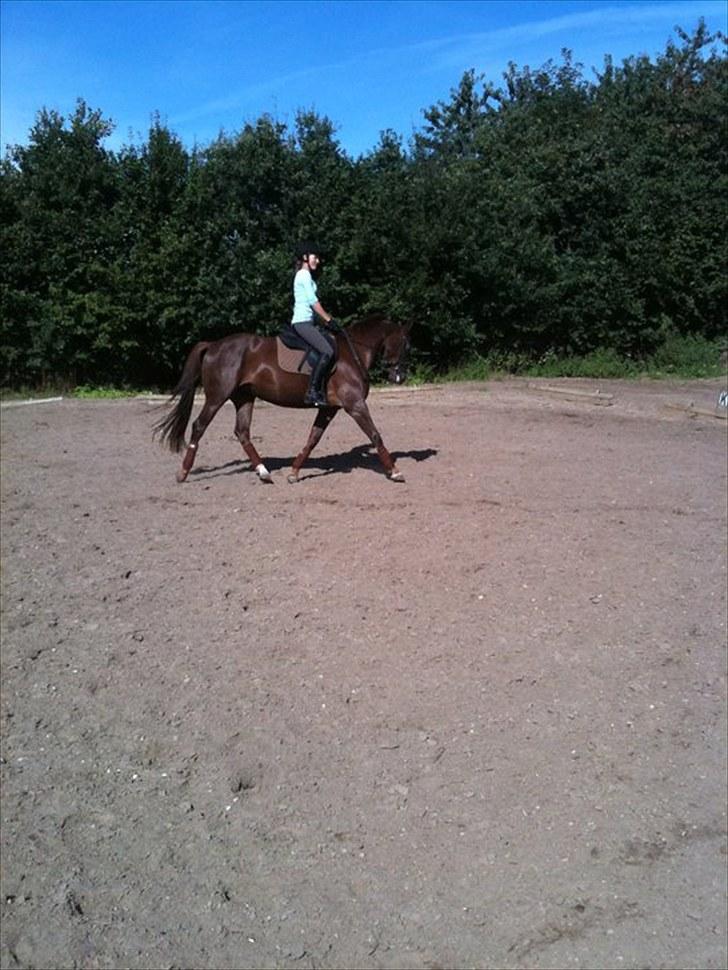 Dansk Varmblod Nørremøllehøjs Daisy  - 4/9 2010. Foto: Anne K. :D  billede 3