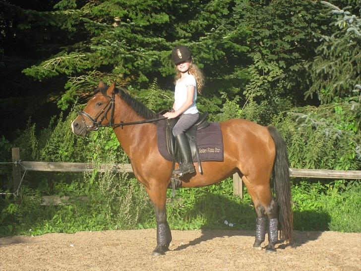 New Forest Golden Flicka Star - Syndes det er et godt billede! billede 10