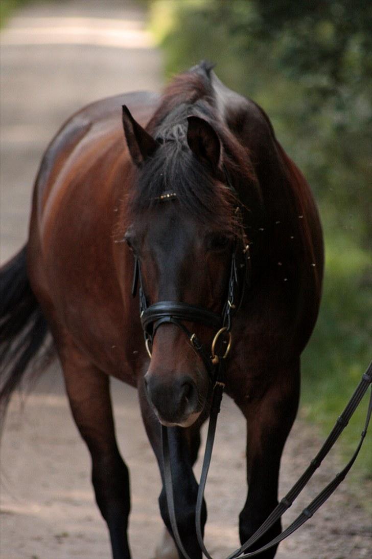 Anden særlig race Bakkelys Felur *Solgt* - Taget af Michelle Greve Nielsen :D billede 17