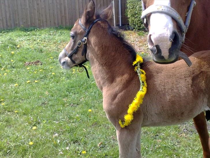 Anden særlig race lindgaardens Spirit - Spirit med mælkebøttekrens billede 1