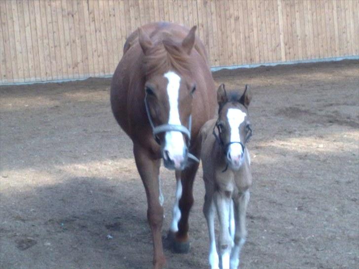Anden særlig race lindgaardens Spirit - Spirit med sin mor over i ridehuset billede 2
