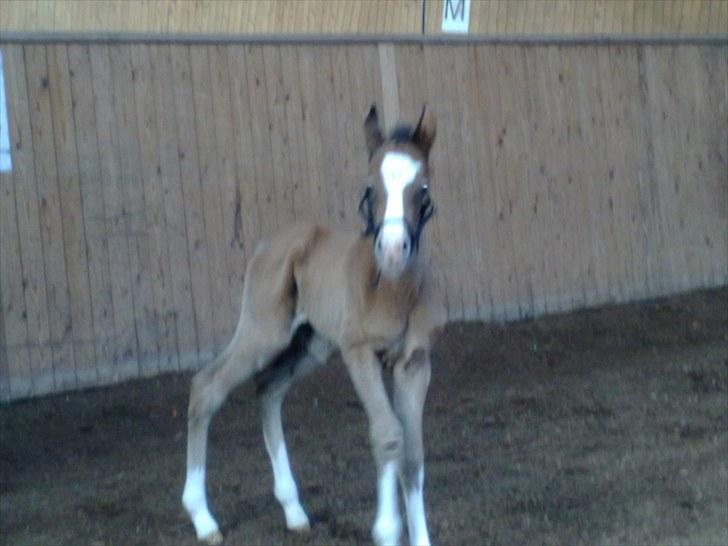 Anden særlig race lindgaardens Spirit - Spirit i ridehuset billede 3
