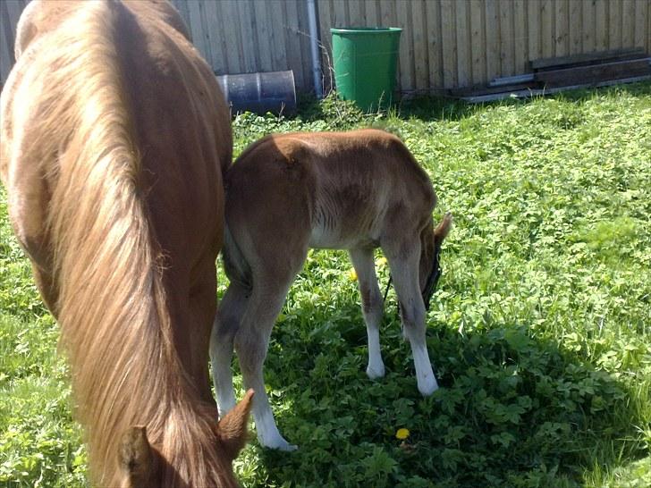 Anden særlig race lindgaardens Spirit - Spirit på fold billede 4