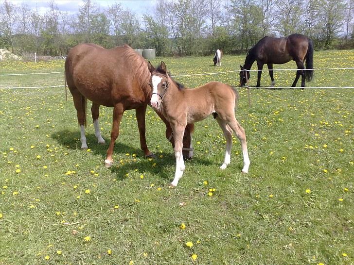 Anden særlig race lindgaardens Spirit - Spirit på fold billede 5