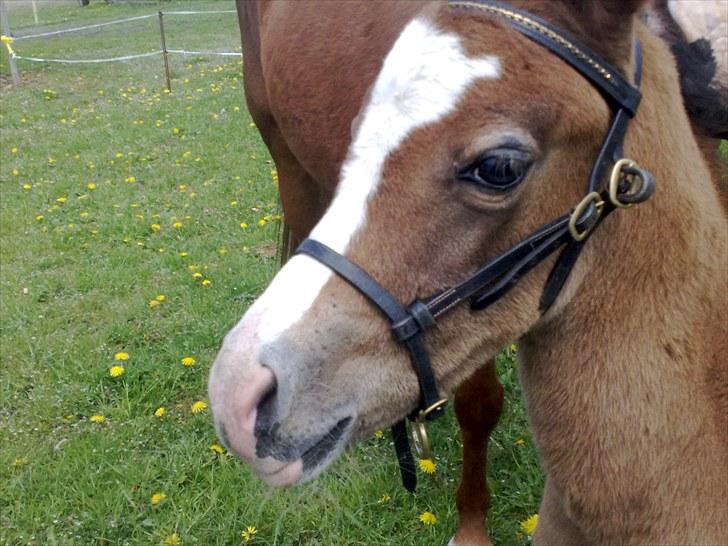 Anden særlig race lindgaardens Spirit - nær billiede  billede 6