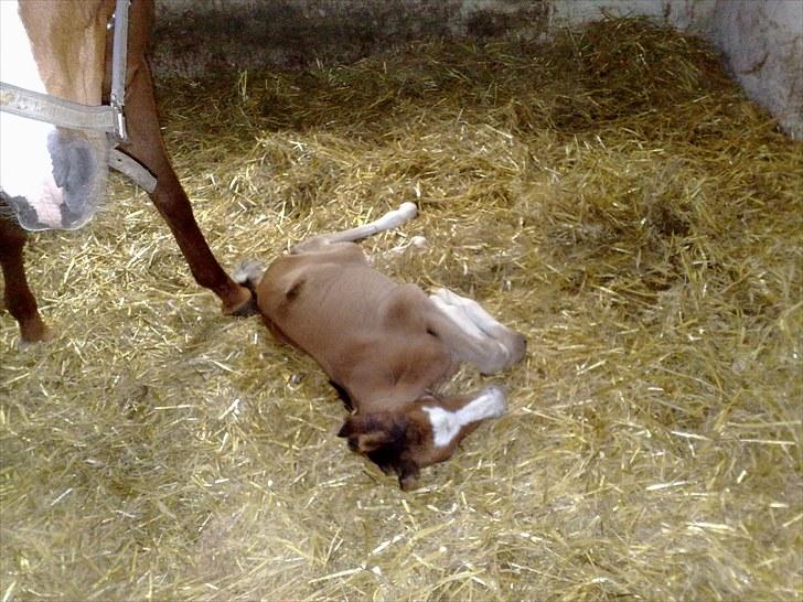 Anden særlig race lindgaardens Spirit - jeg sover lad være med at tage billede lige nu billede 7