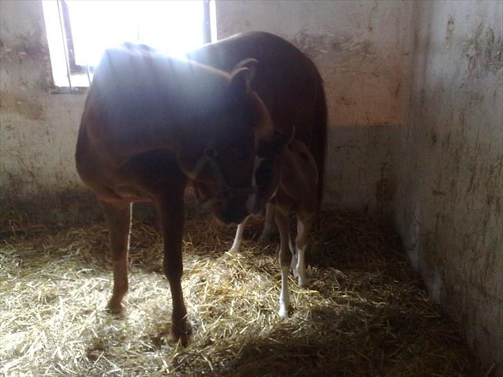 Anden særlig race lindgaardens Spirit - nu går jeg rundt og mor billede 8