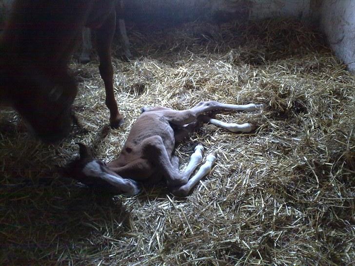 Anden særlig race lindgaardens Spirit - jeg sover stadig billede 9