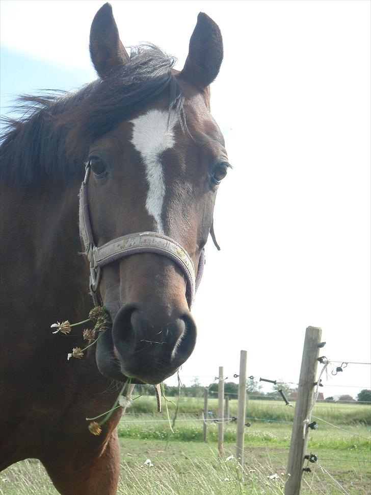Hollandsk Sportspony Lady Prudence - » Velkommen til Putte´s profil. Smid gerne en bedømmelse, læg en kommentar. billede 1