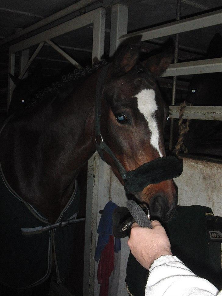 Hollandsk Sportspony Lady Prudence - springpony til dressurstævne ;) billede 2