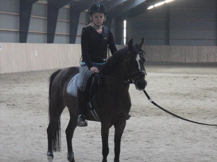 Hollandsk Sportspony Lady Prudence - Første gang, jeg sidder på hende!:´) billede 3