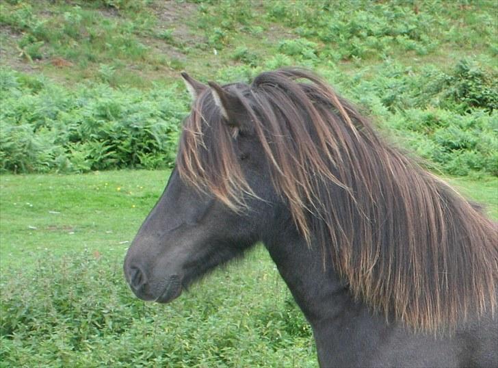 Islænder Assa fra BirkegårdenSOLGT - 5.- Assa på folden, sommer 2009- billede 5
