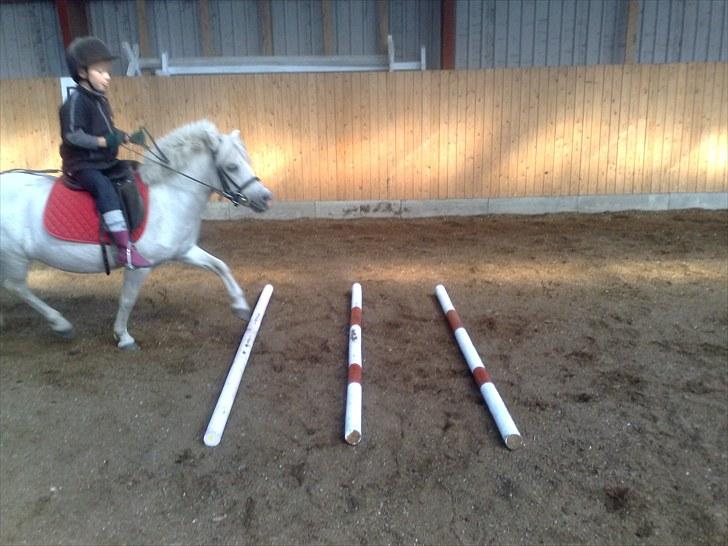 Shetlænder Lonnie - vi springer lidt billede 10