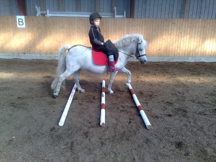 Shetlænder Lonnie - vi springer lidt billede 11