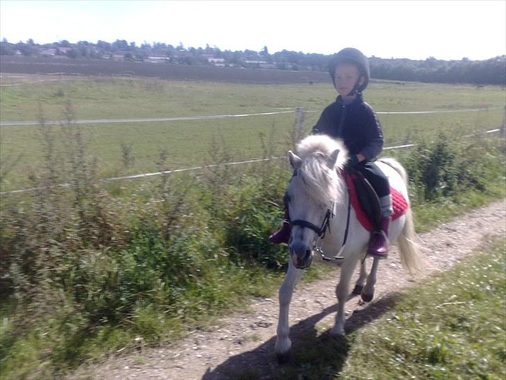 Shetlænder Lonnie - på skridt tur billede 12