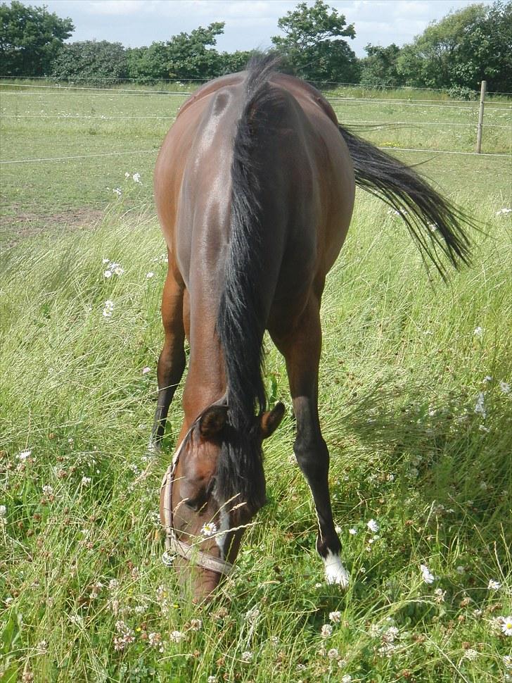 Hollandsk Sportspony Lady Prudence - På mark med ekstra højt græs da hun skulle tage på, på det tidspunkt. billede 4
