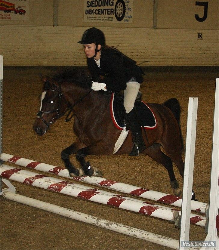Hollandsk Sportspony Lady Prudence - Puttes første stævne! LD & LC - stolt :´) billede 5