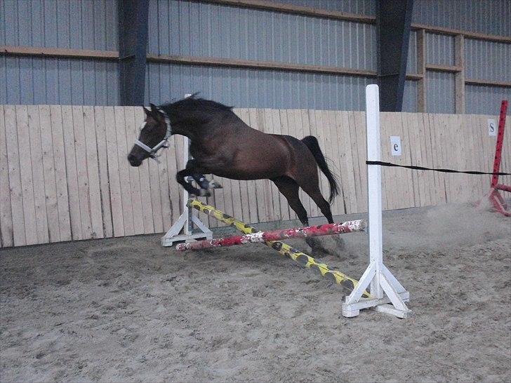 Hollandsk Sportspony Lady Prudence - Løsspring i ridehallen. billede 6