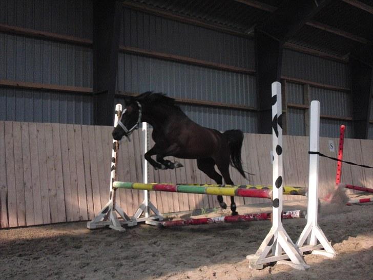 Hollandsk Sportspony Lady Prudence billede 7