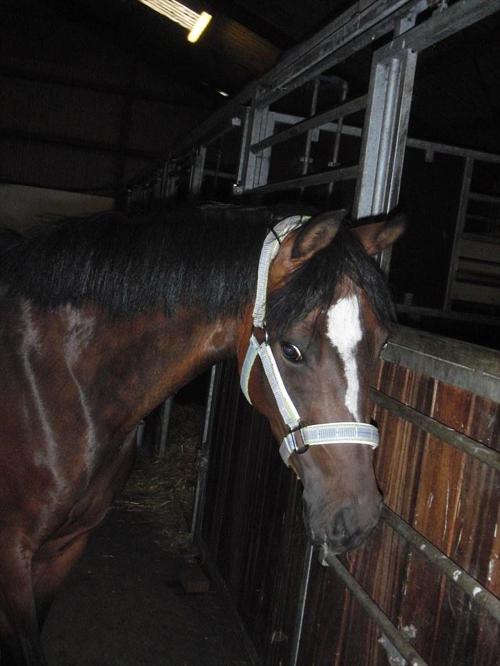 Hollandsk Sportspony Lady Prudence - søtte!:* <3 billede 8