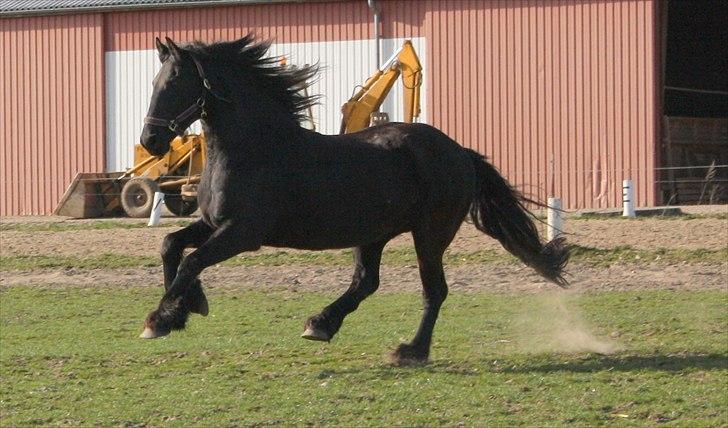 Frieser Altruida K. -  Fast and ferious! 
Juli 2011.  billede 10