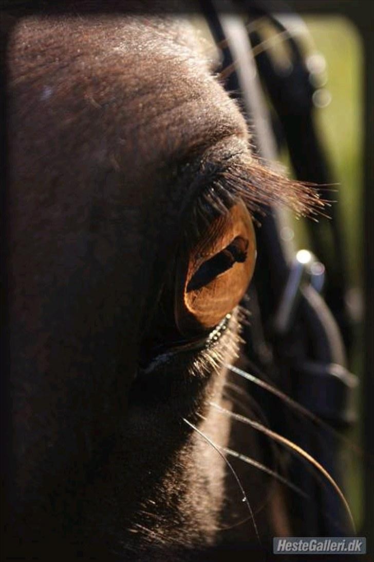 Welsh Cob (sec D) Bogensø's Queen - >> Without you, I'm Nothing. With you I'm Something. Together with you we are Everything << billede 18