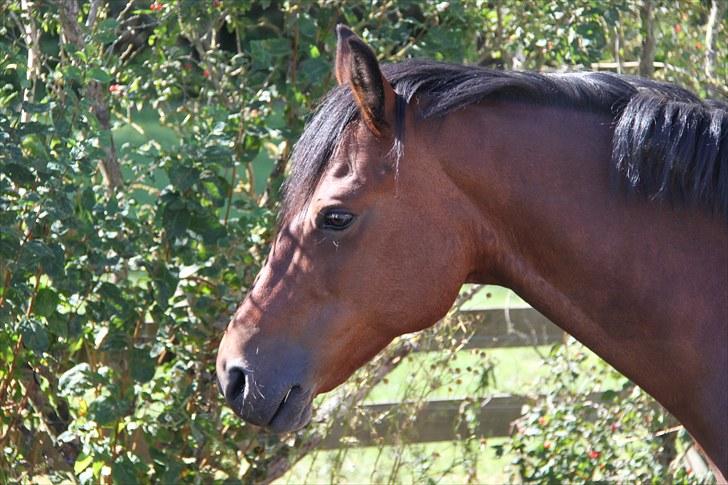 Connemara Maskenkol's Rebelix - Smukke<3 billede 9