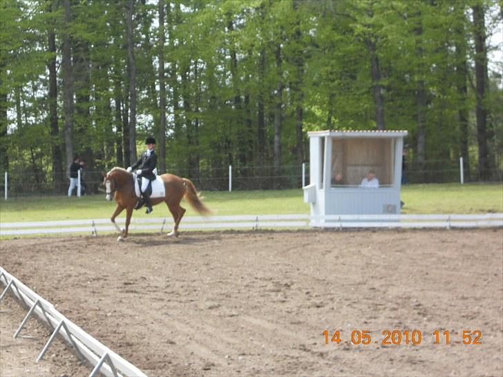 Welsh Cob (sec D) Santana billede 13