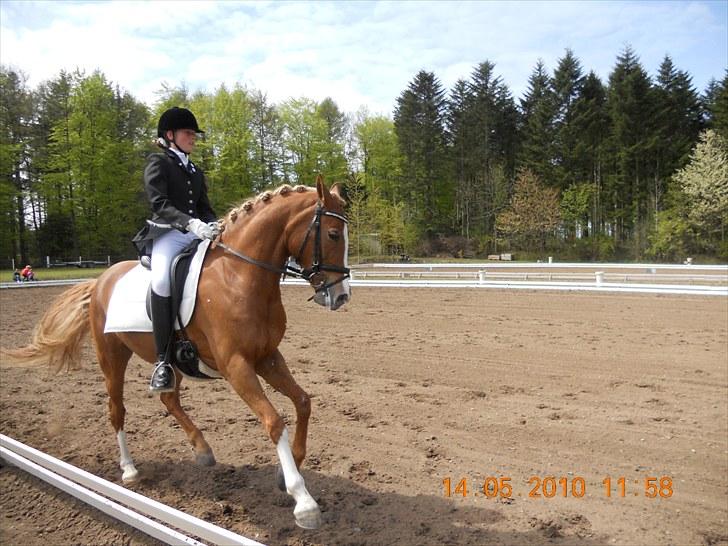 Welsh Cob (sec D) Santana billede 14