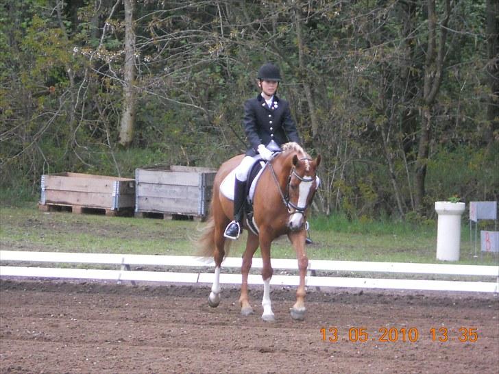 Welsh Cob (sec D) Santana billede 15