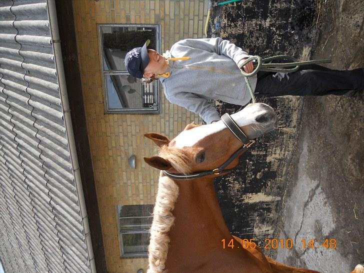 Welsh Cob (sec D) Santana billede 16