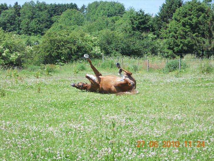 Welsh Cob (sec D) Santana billede 17