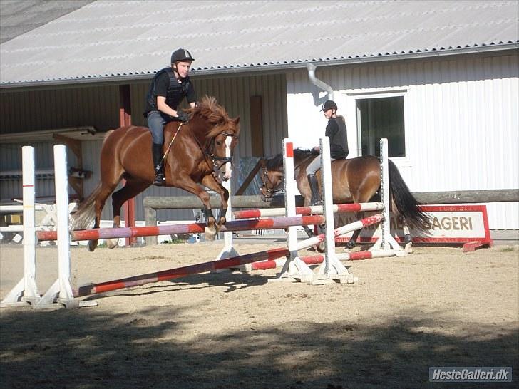 DSP Bailey B-pony - springer uden sadle <3 billede 7