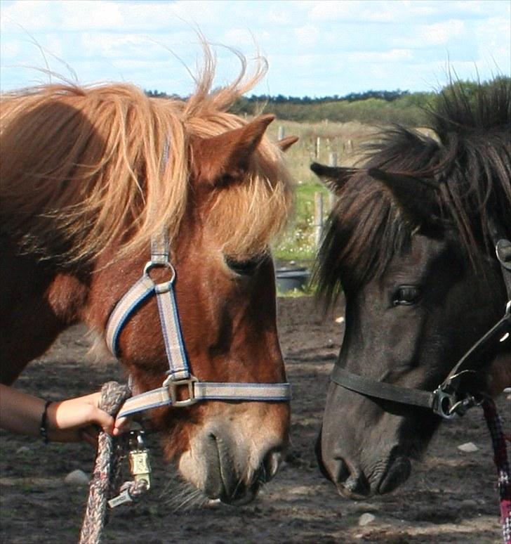 Islænder Assa fra BirkegårdenSOLGT - 9.- Mor og datter, sommer 2010- billede 9