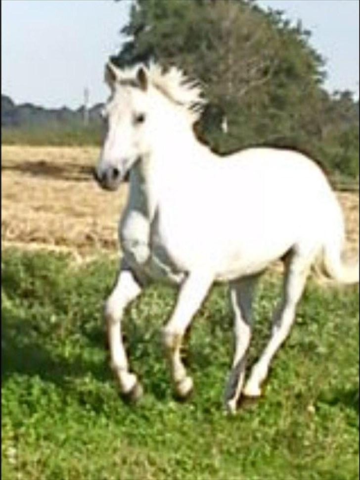 Hollandsk Sportspony CASPER - undskyld kvaliteten men det er taget på mobil :p billede 20