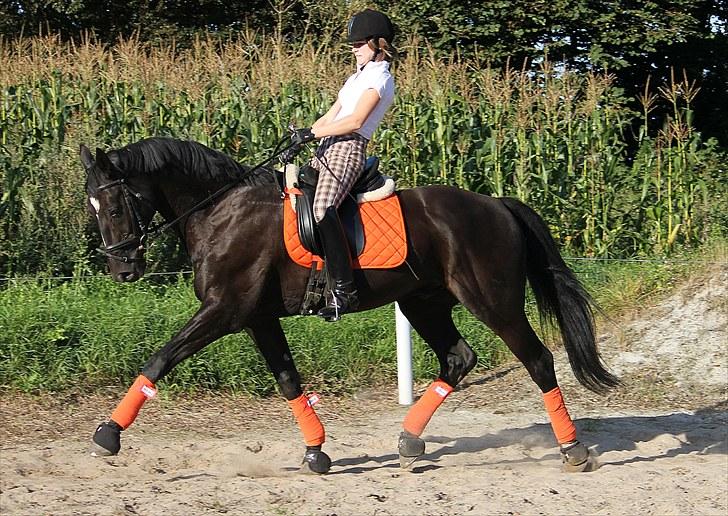 Mecklenburger Napoleon - Velkommen til skønhedens profil!   -foto; Marlene. billede 1